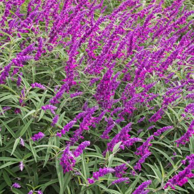 Salvia Leucantha Purple 19Cm