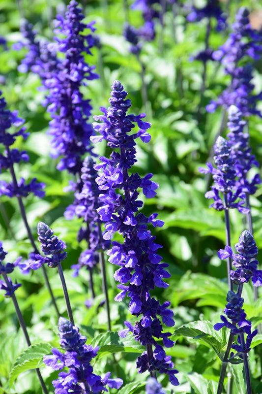 Salvia Mystic Spires 19Cm