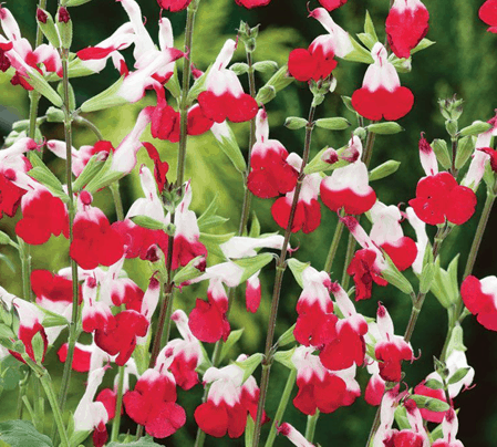 Salvia Hot Lips 17Cm