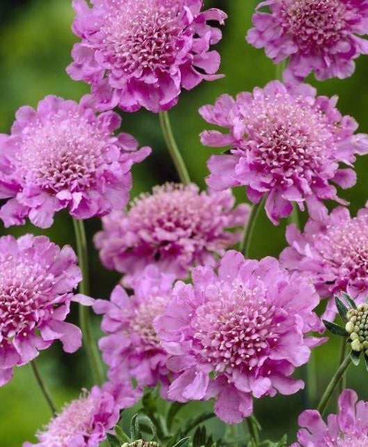 Scabiosa Butterfly Pink 17Cm