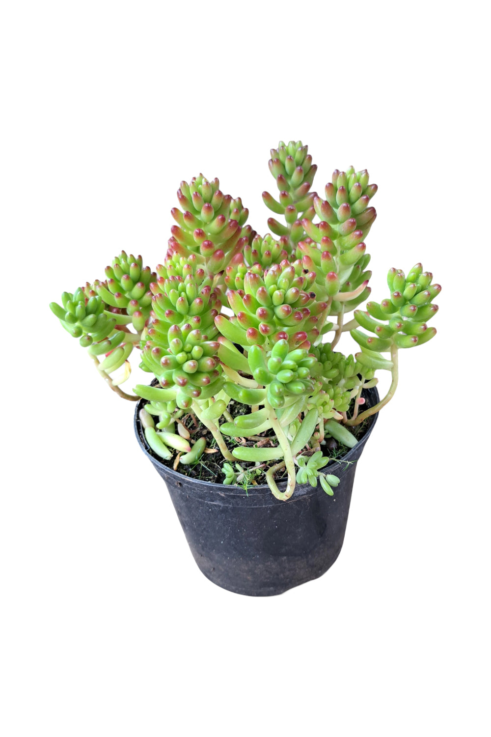 SUCCULENT 10CM