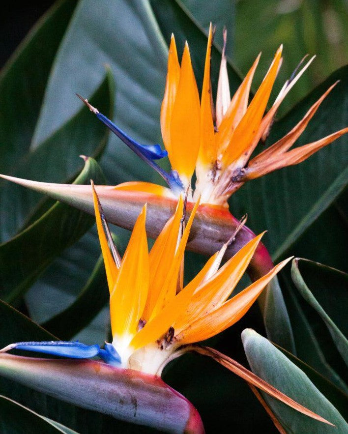 Strelitzia Reginae 10L
