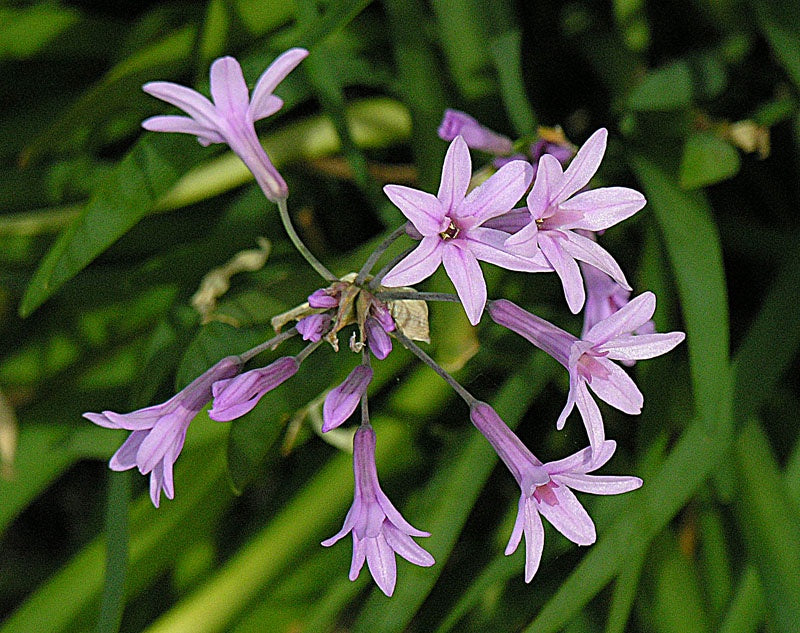 TULBAGHIA VIOLACEA 2L