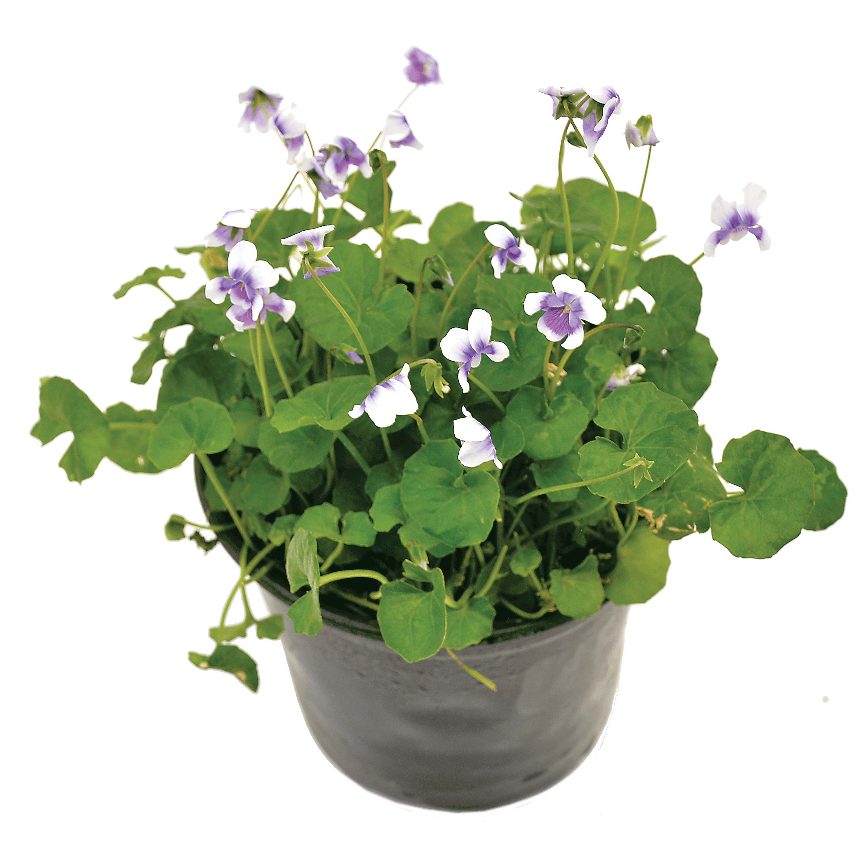 VIOLA HEDERACEA 15CM