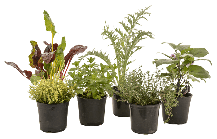 HERB PREMIUM RANGE 18CM