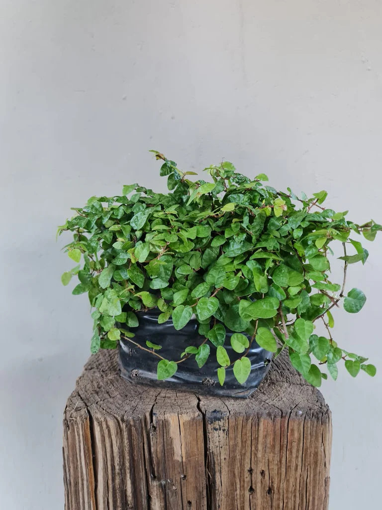 FICUS PUMILA 15CM