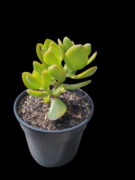 SUCCULENT  15CM