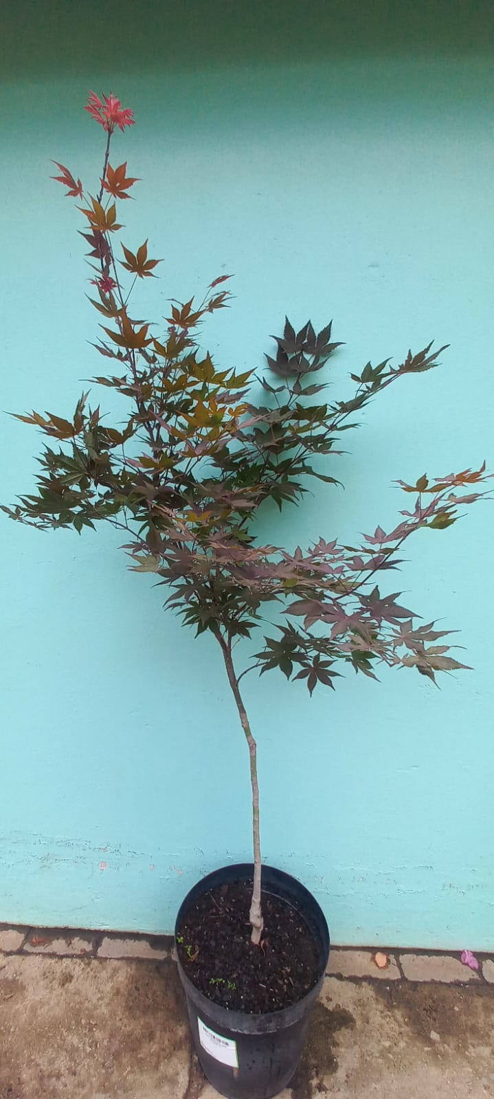 ACER PALMATUM 35CM