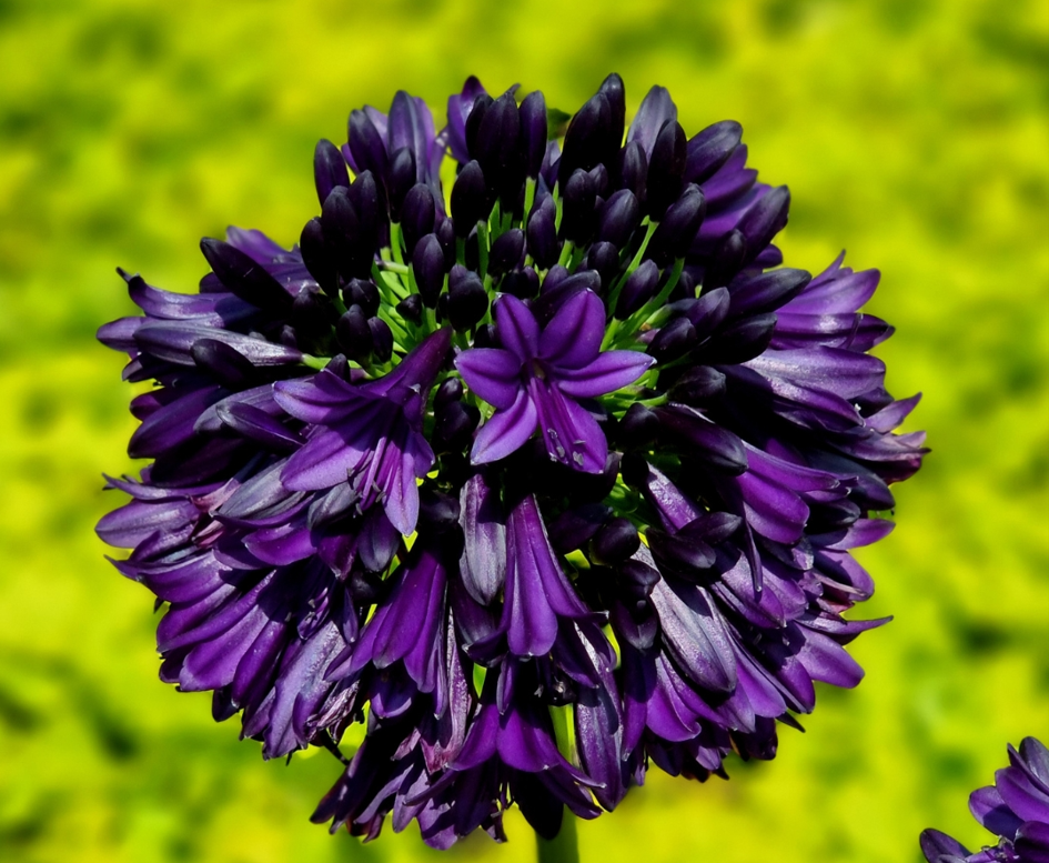 AGAPANTHUS BLACK JACK 19CM