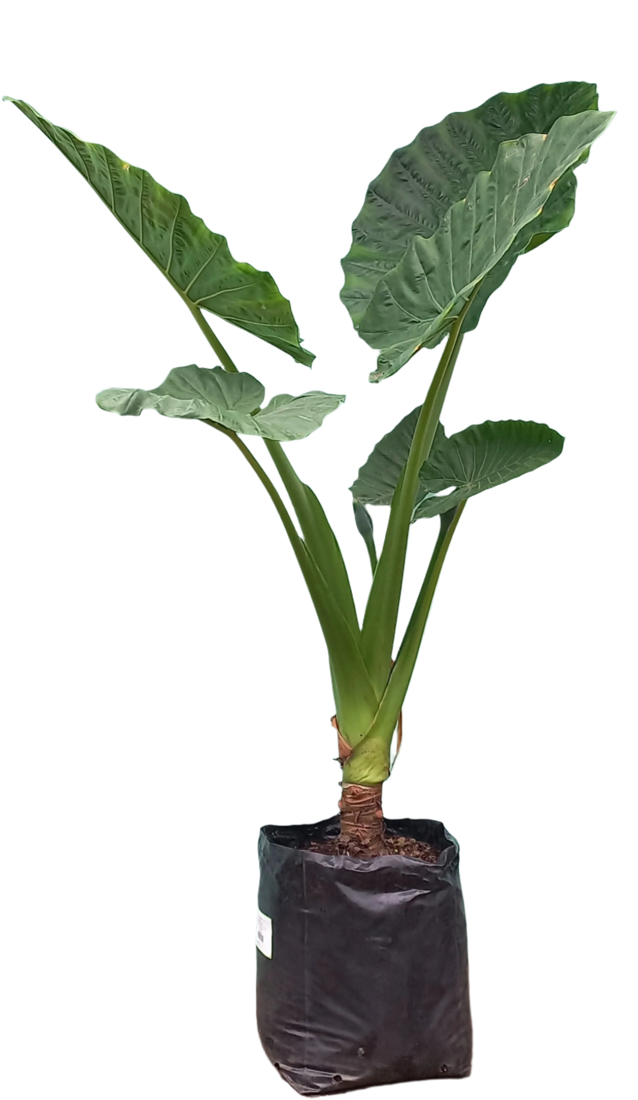 ALOCASIA MACRORHIZA 60L