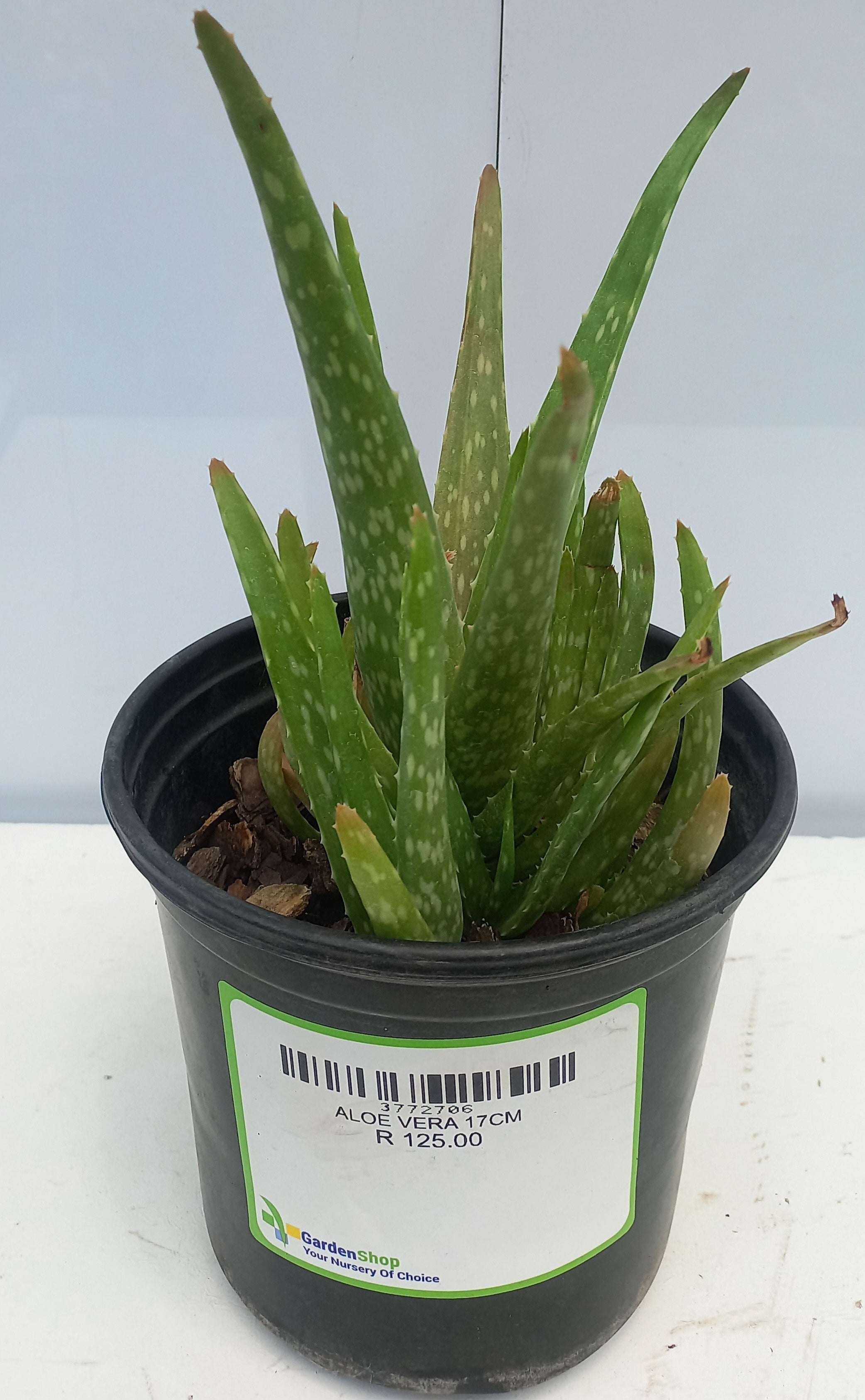 ALOE VERA 17CM