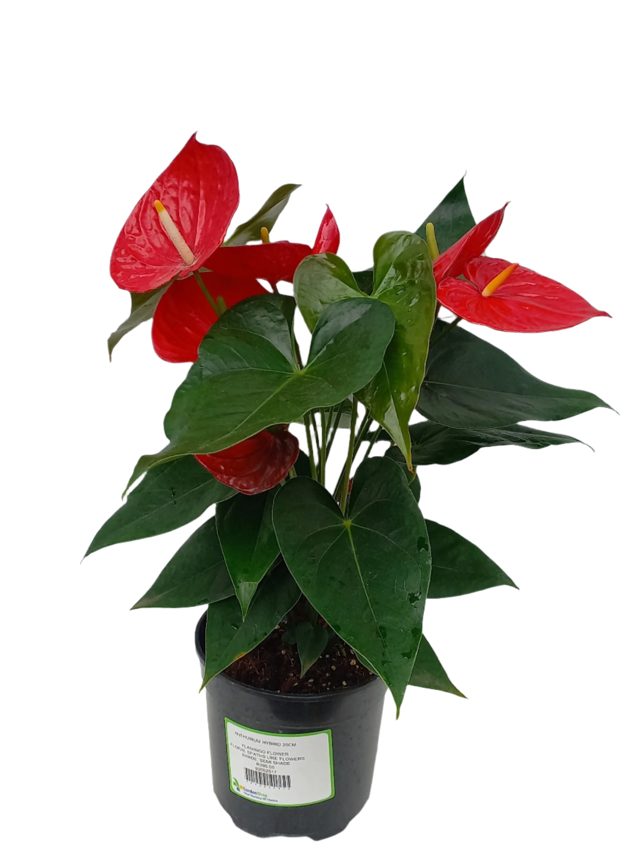 ANTHURIUM HYBRID 20CM