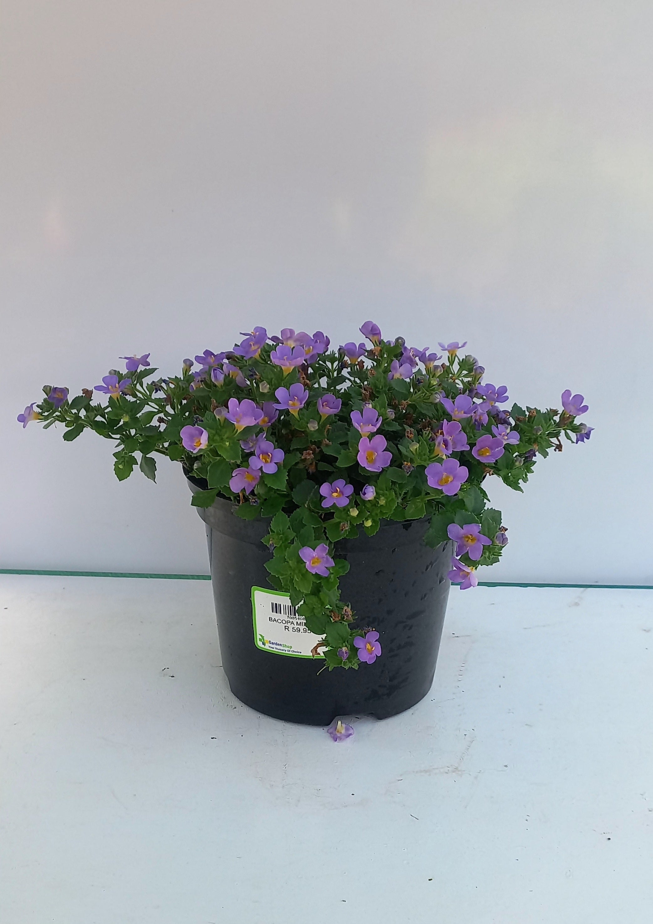 BACOPA MIX 15CM