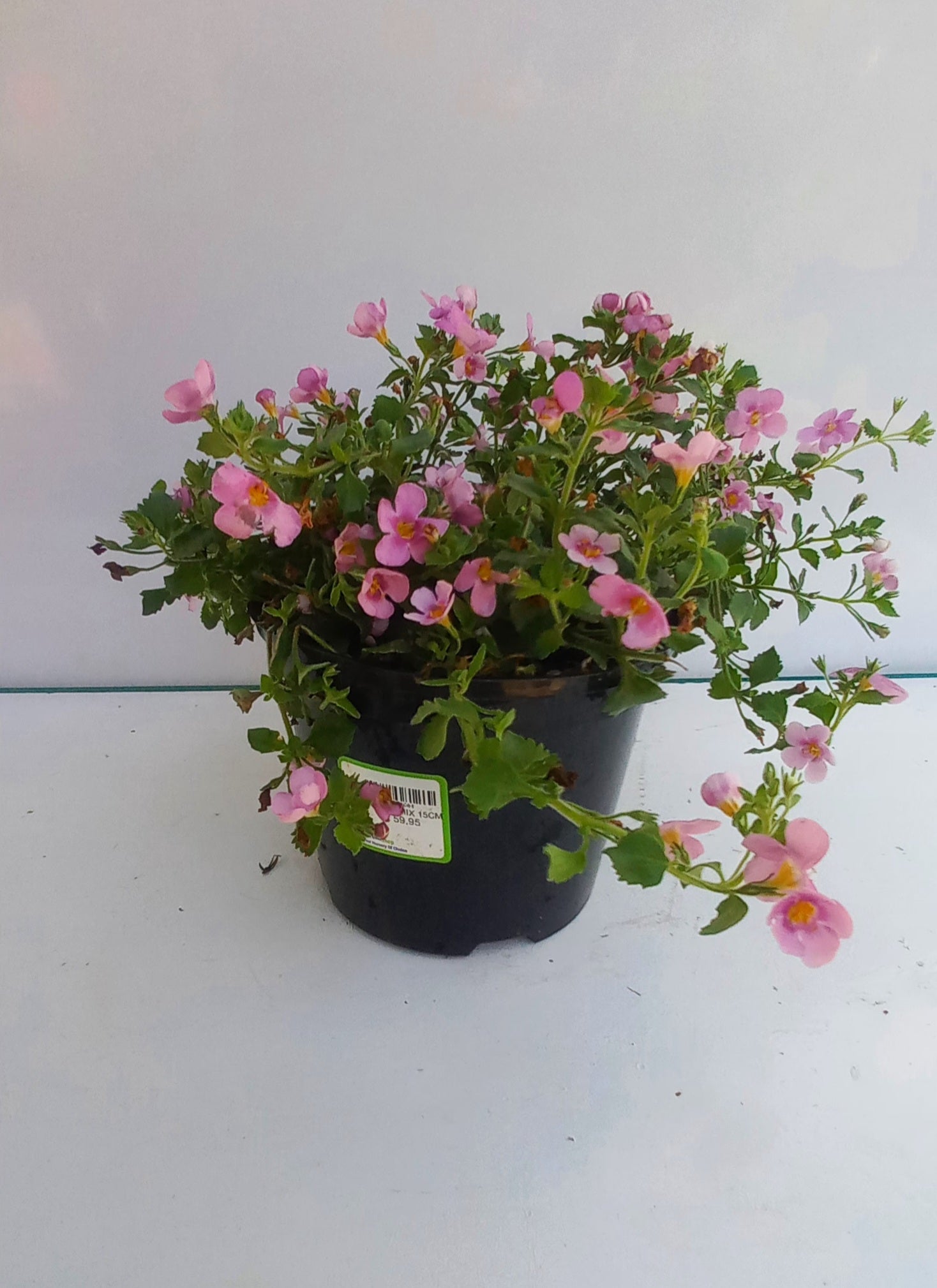 BACOPA MIX 15CM