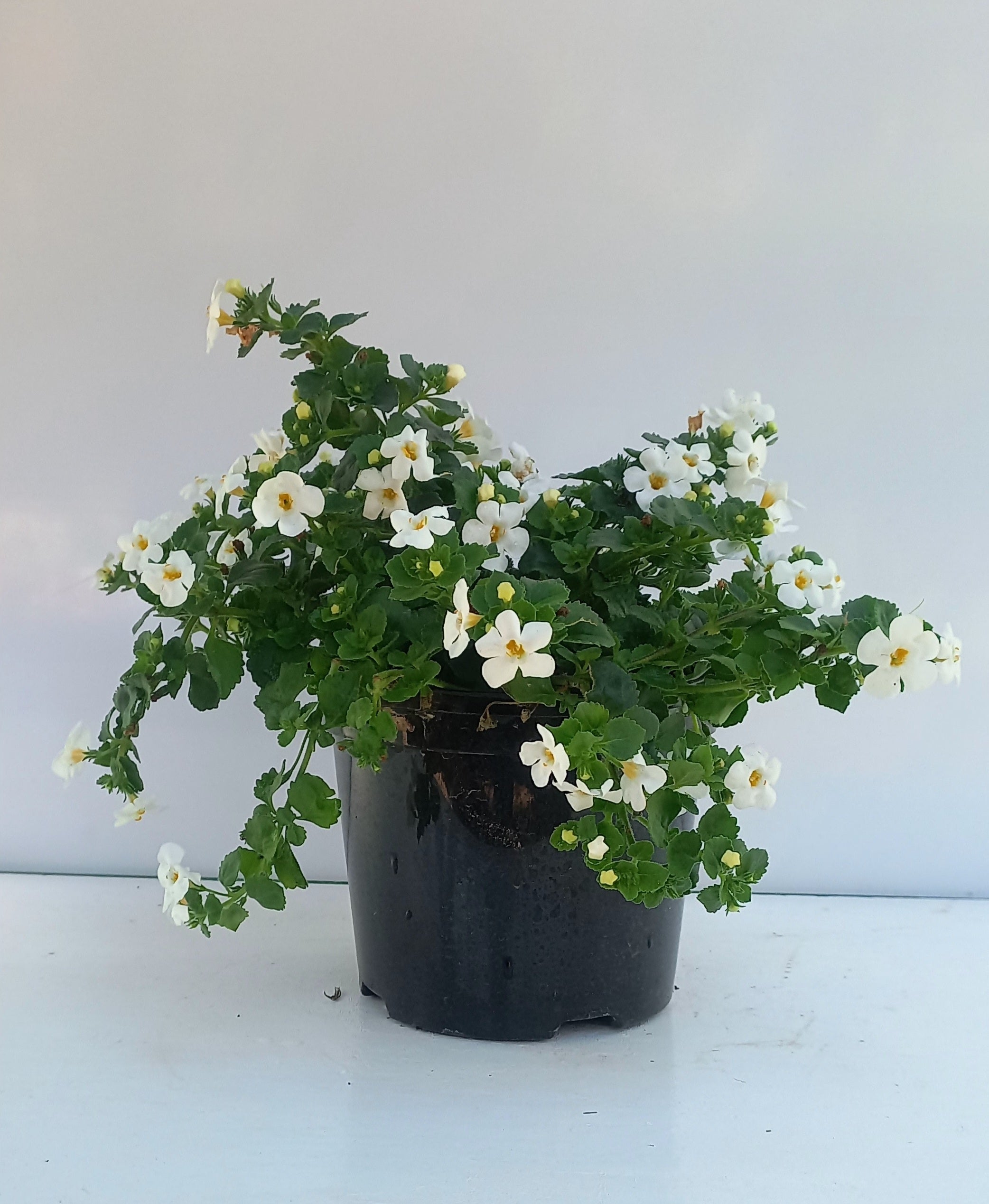 BACOPA MIX 15CM