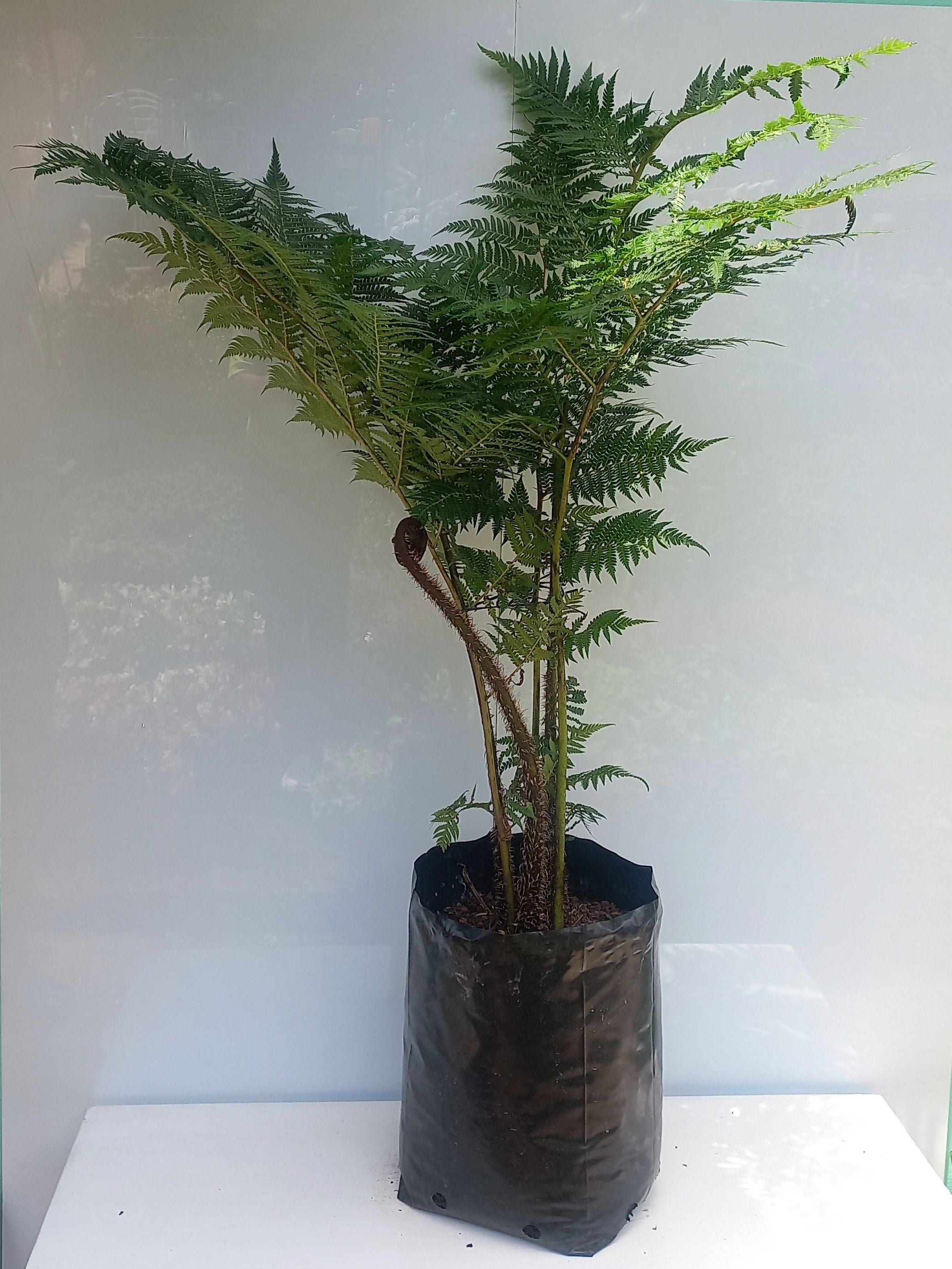 CYATHEA AUSTRALIS 20L