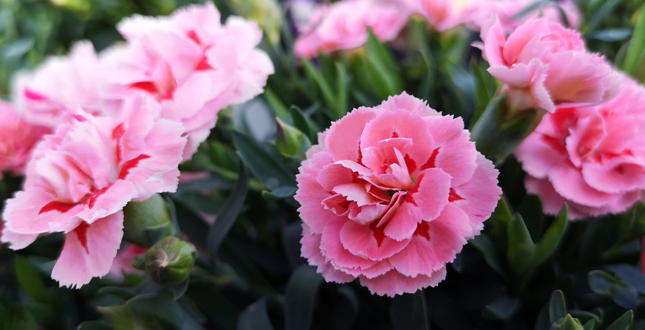 DIANTHUS VARIETY