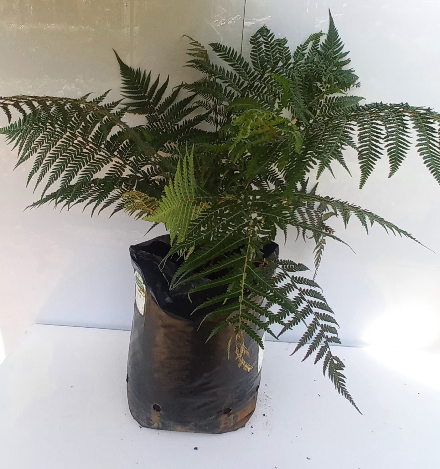 DICKSONIA ANTARCTICA 15L