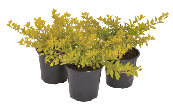 DURANTA GOLD 2L