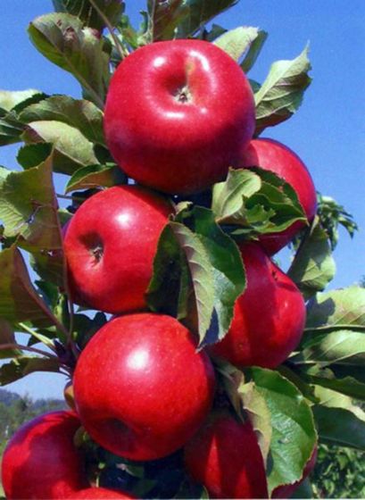 APPLE EARLY RED ONE 8L