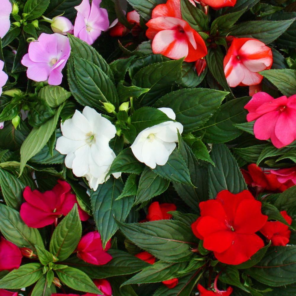 IMPATIENS NEW GUINEA 15CM