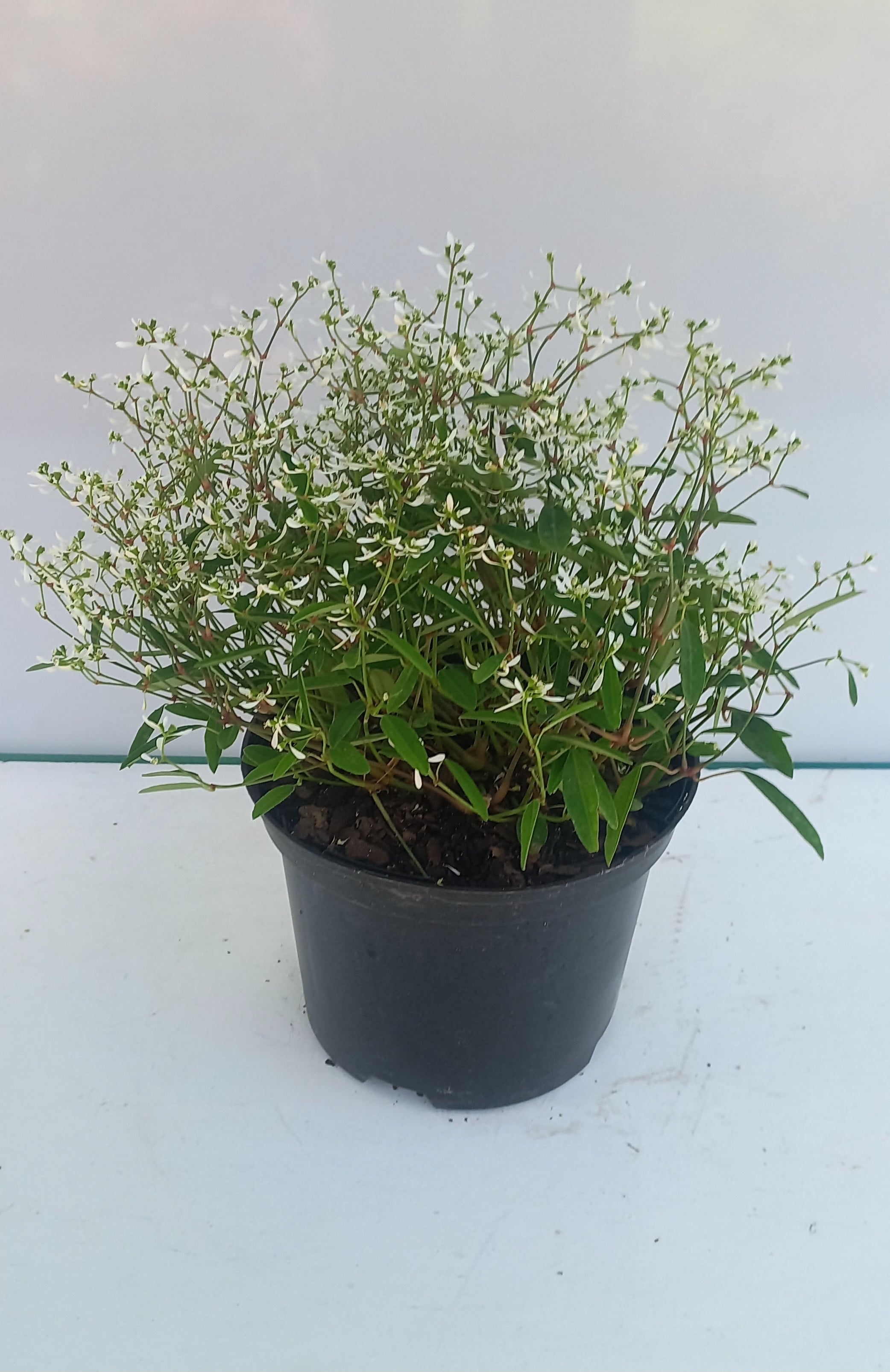 EUPHORBIA EUPHORIC WHITE 17CM