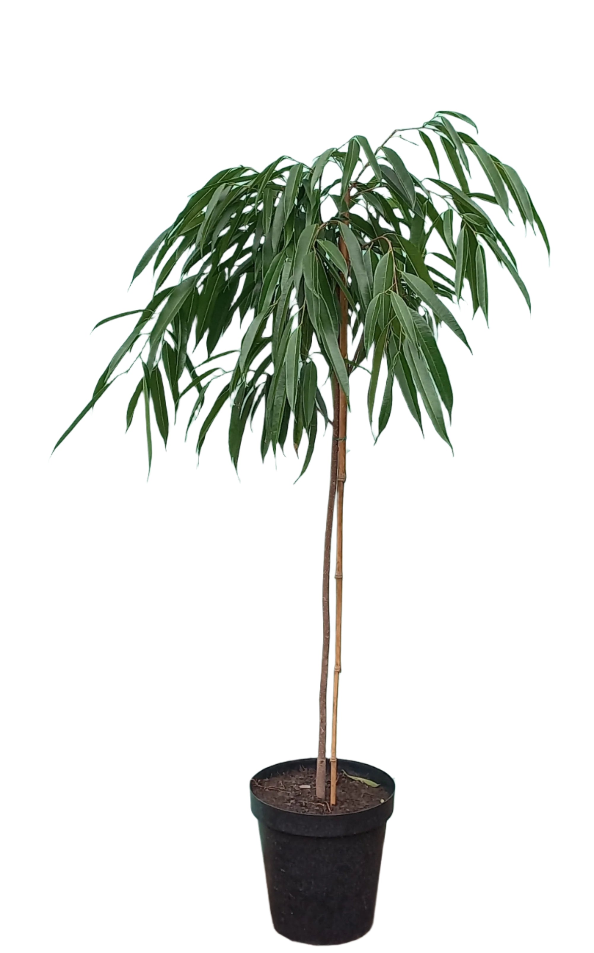 FICUS BINNEDIJKII LOLLIPOP 30CM STD