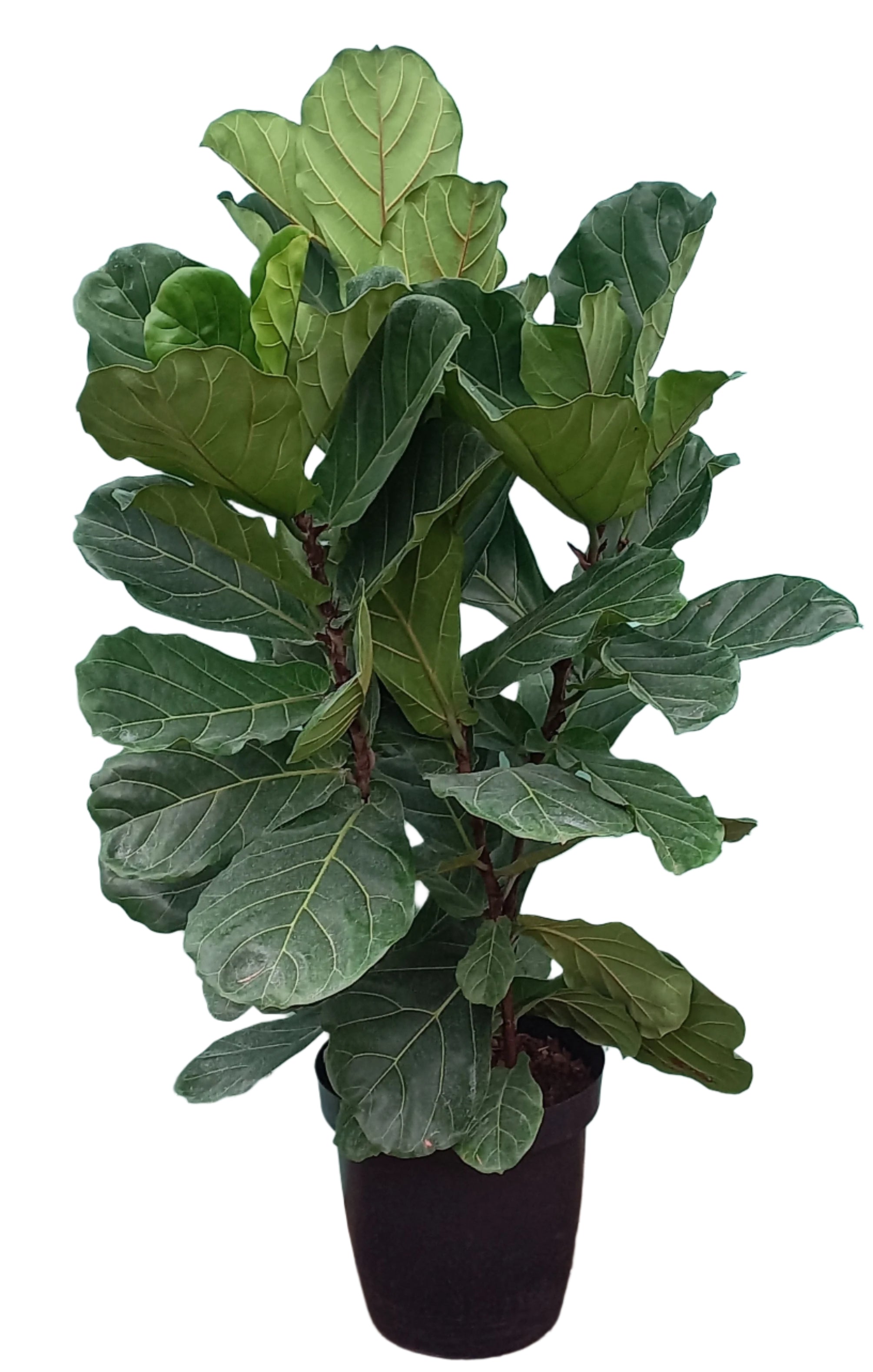 FICUS LYRATA 35CM