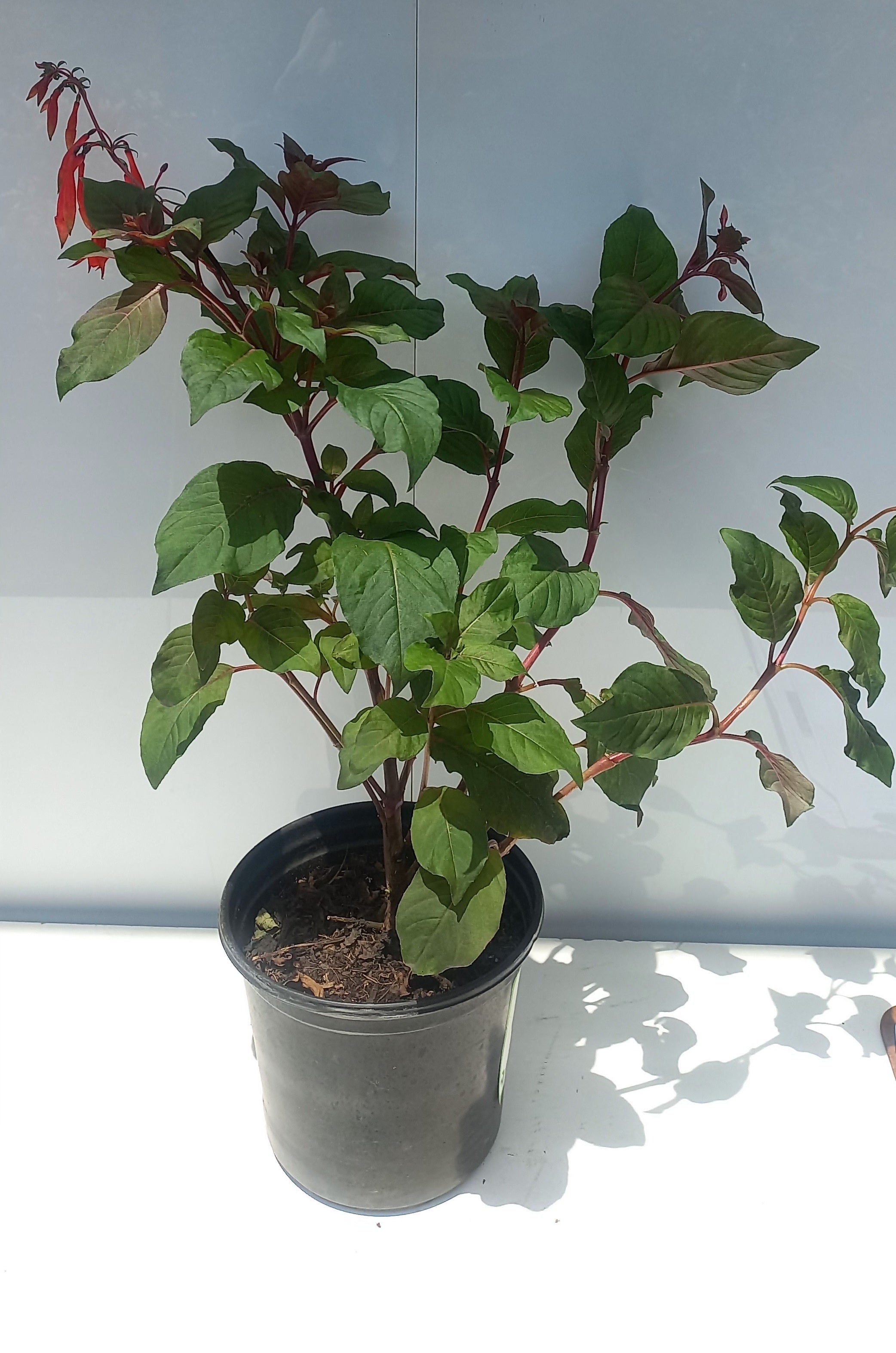 FUCHSIA VARIETY 17CM