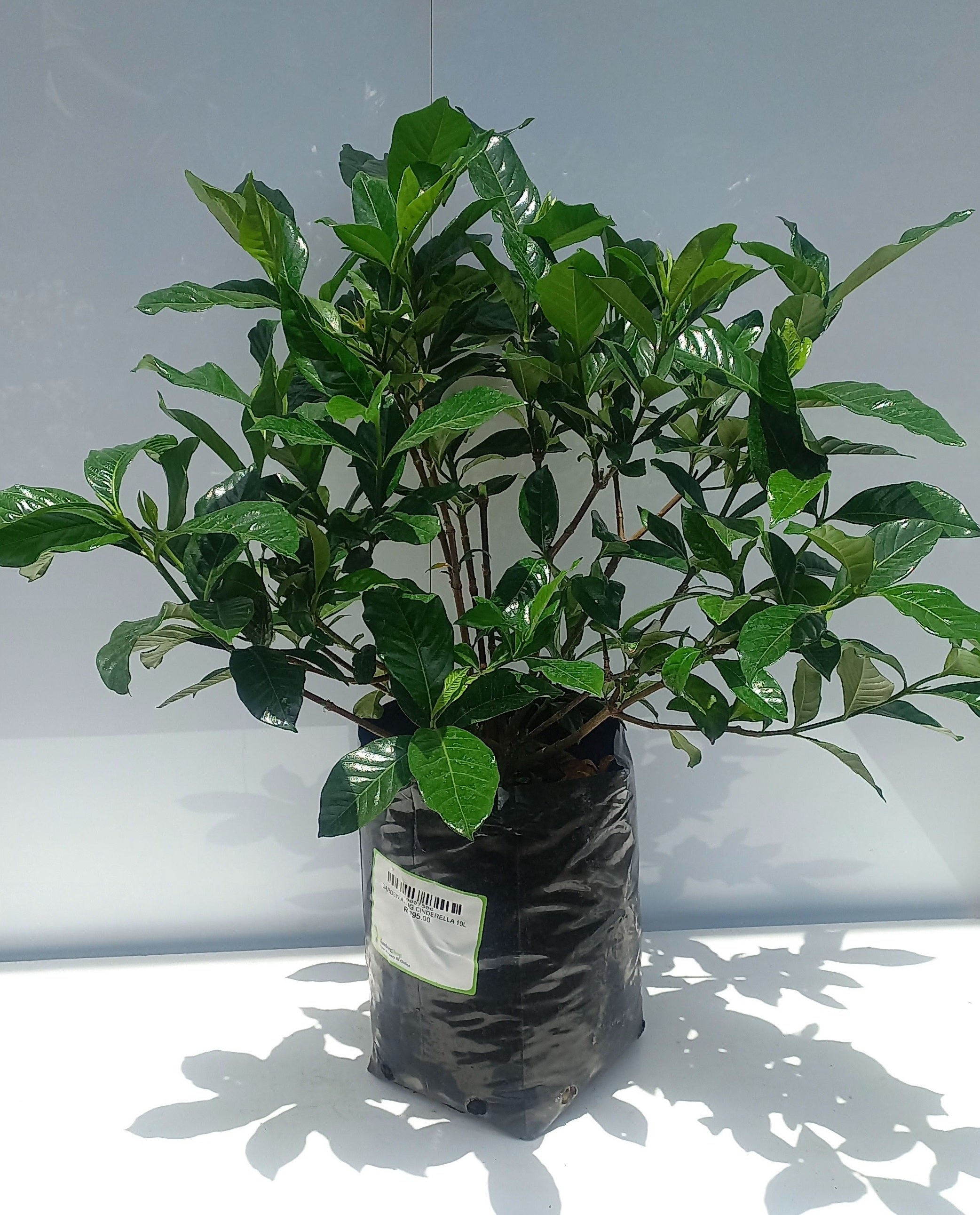 GARDENIA AUG CINDERELLA 10L