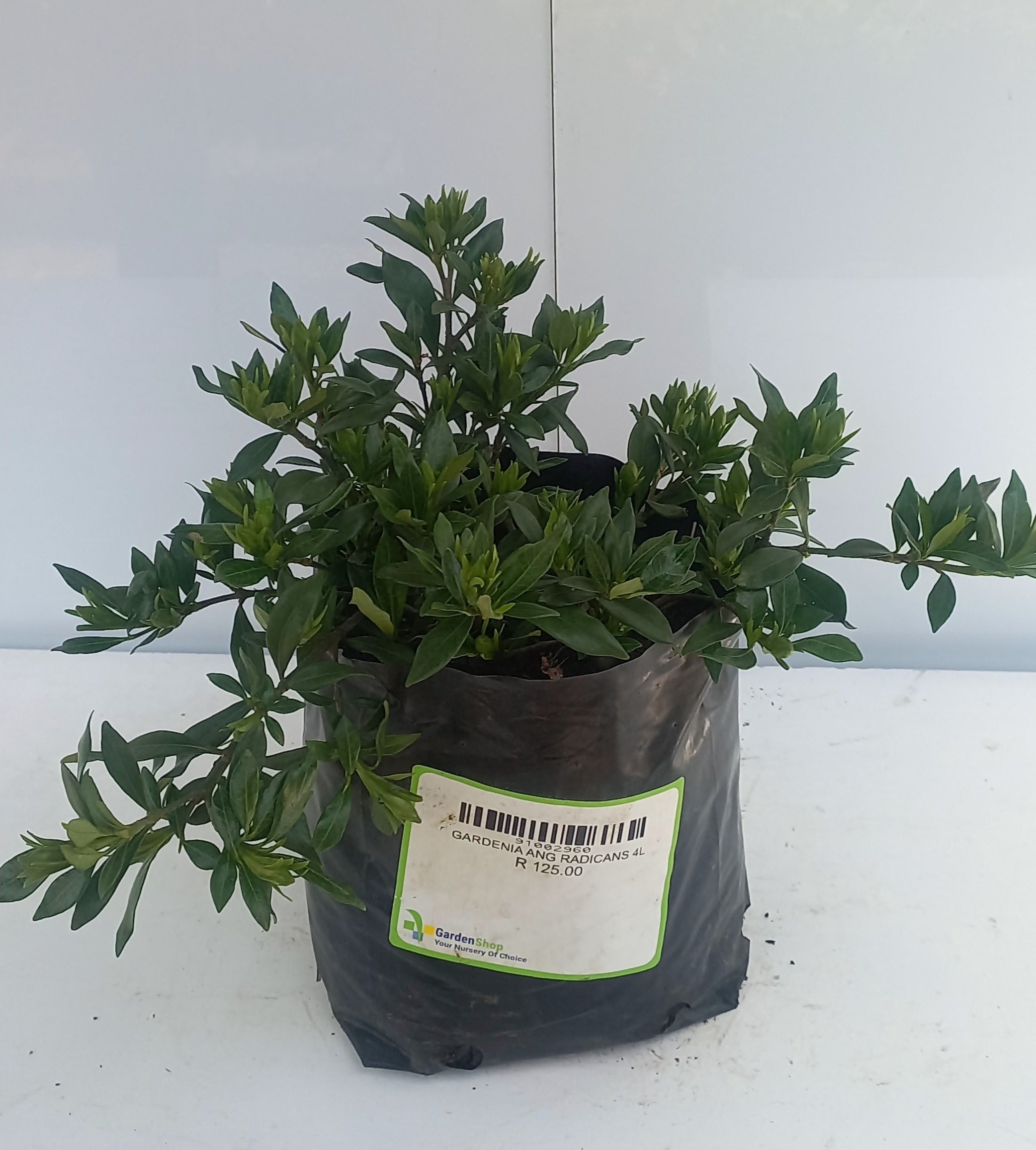 GARDENIA RADICANS 4L