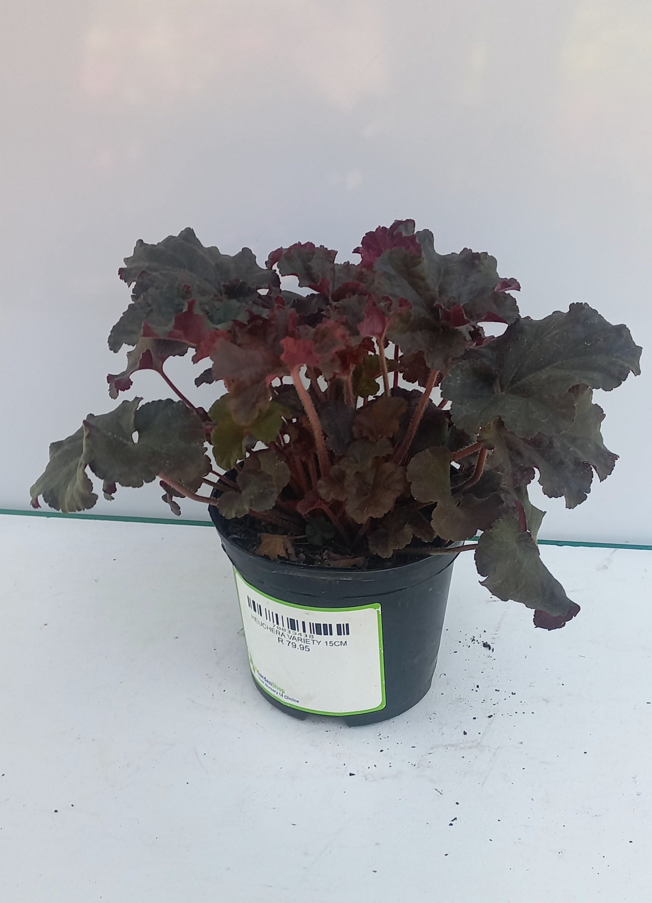 HEUCHERA VARIETY 15CM