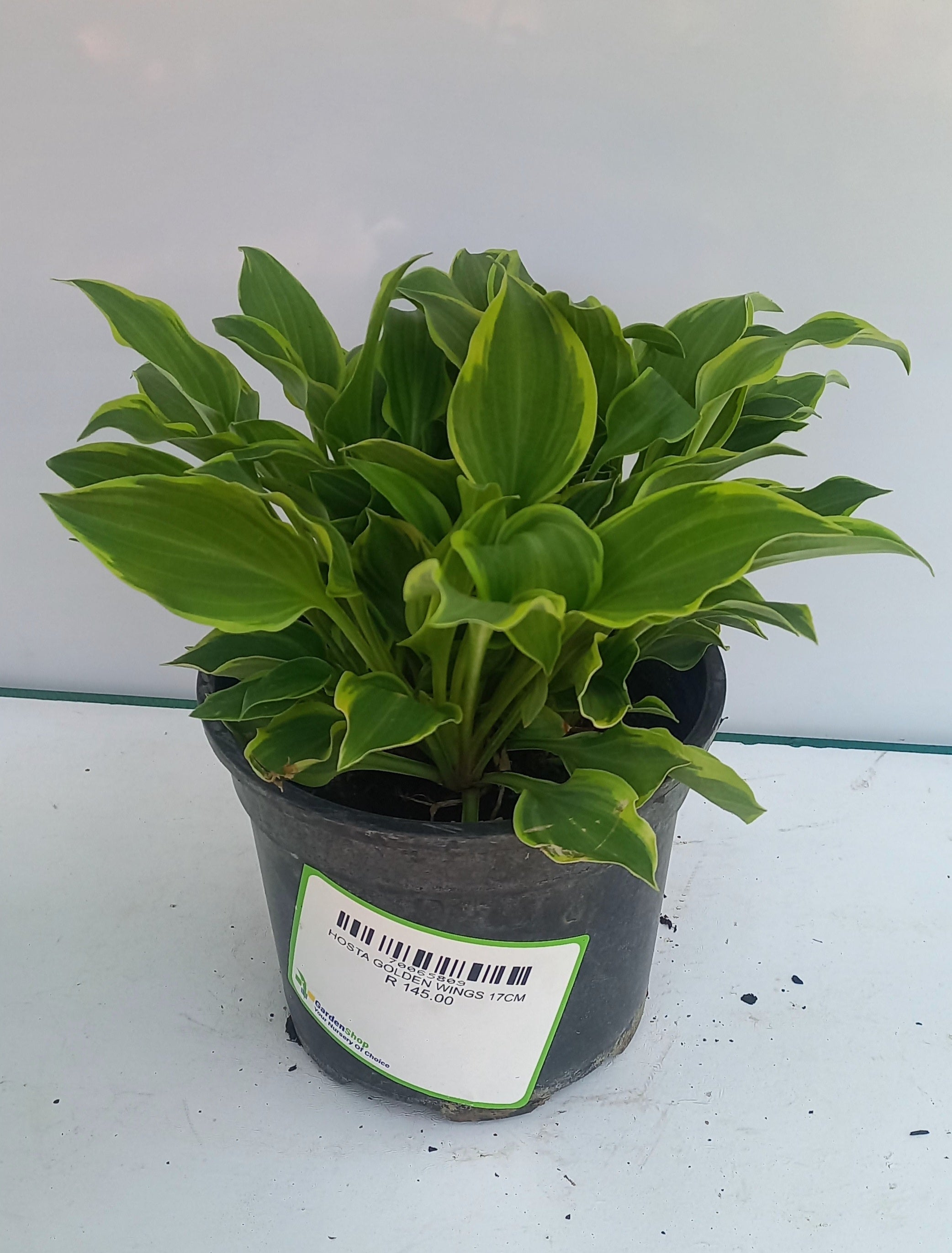 HOSTA GOLDEN WINGS 17CM