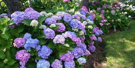 HYDRANGEA ENDLESS VARIETIES