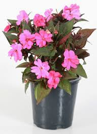 IMPATIENS SUNPATIENS 17CM