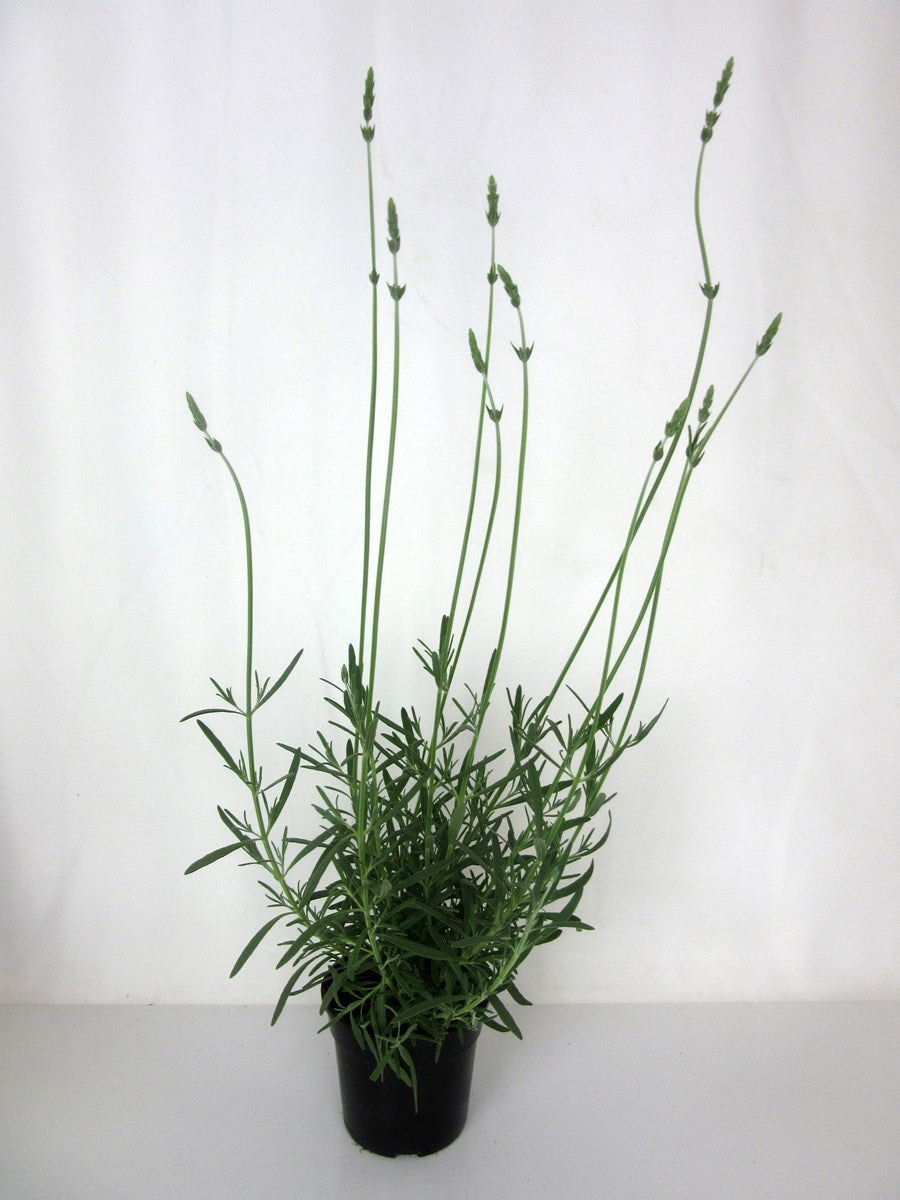 LAVANDULA MARGARET ROBERTS 15CM