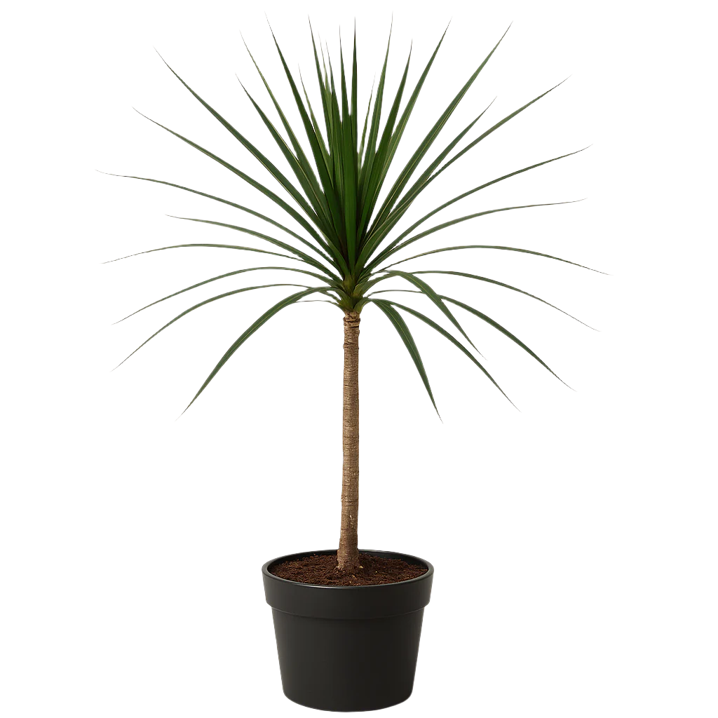 DRACAENA MARGINATA 14CM