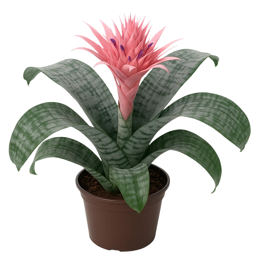Bromelia Aechmea