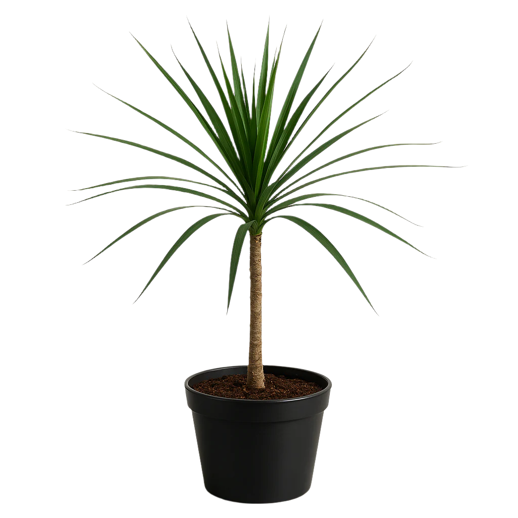 DRACAENA MARGINATA 14CM