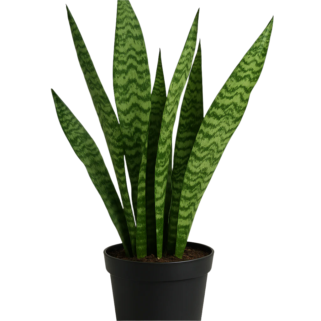 SANSEVIERIA VARIETY 20CM