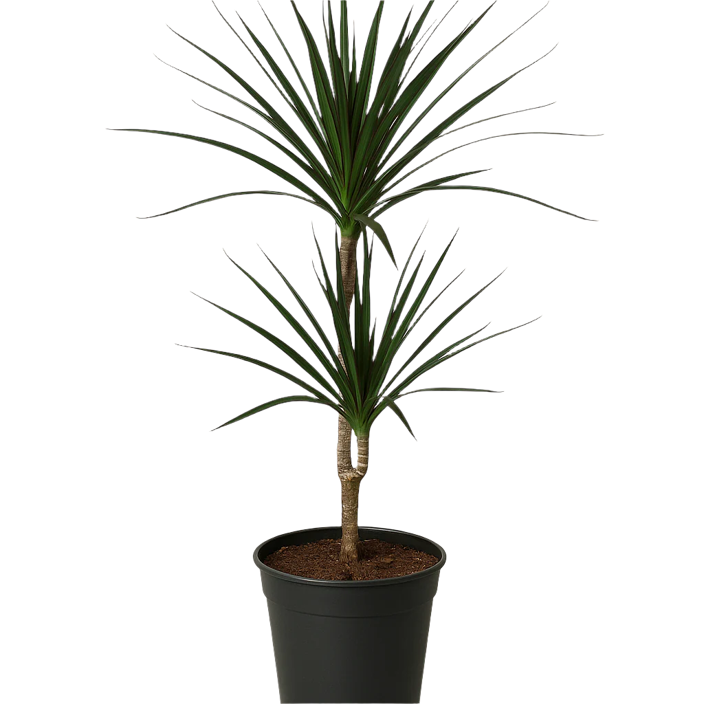 DRACAENA MAGENTA 19CM 2PP