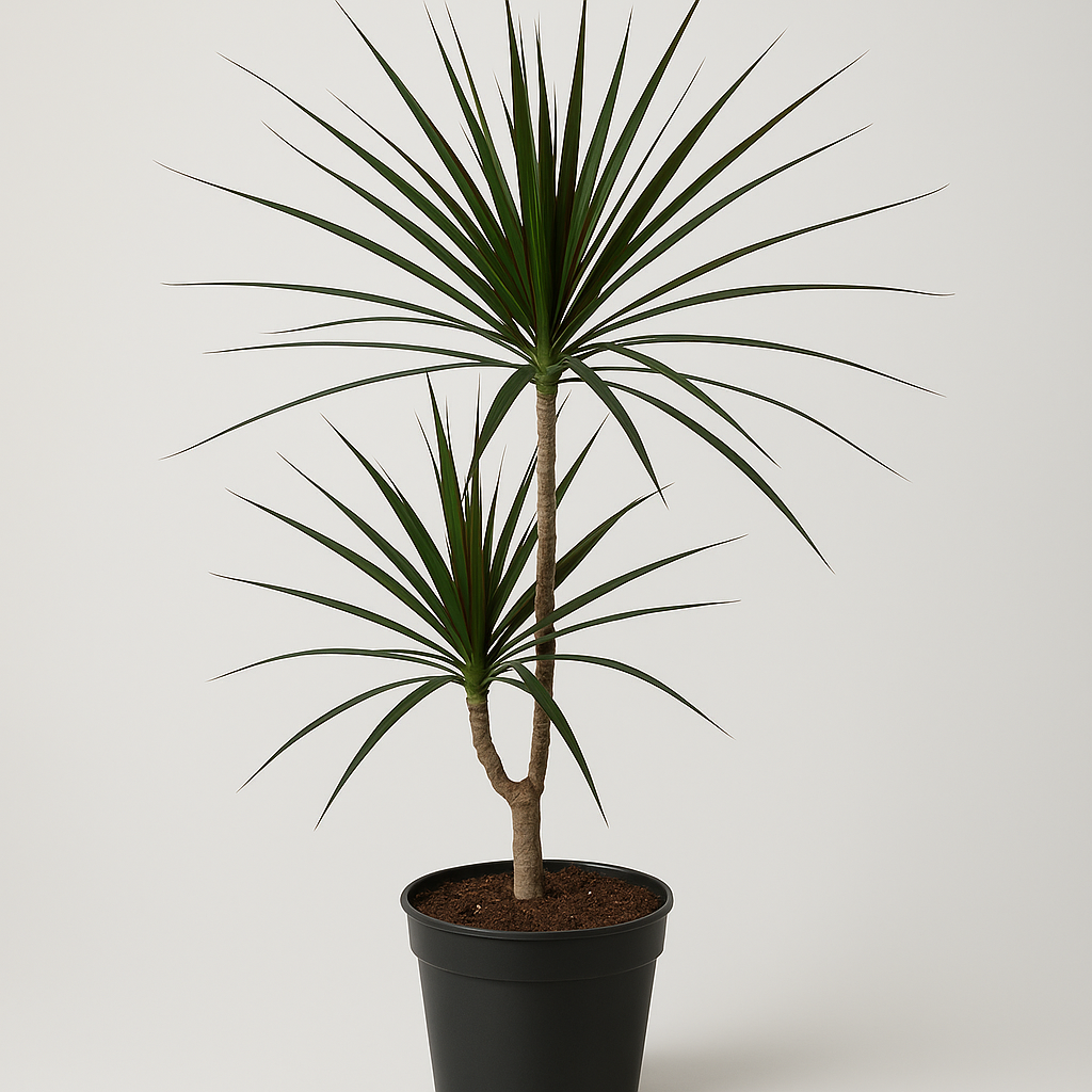 DRACAENA MAGENTA 19CM 2PP