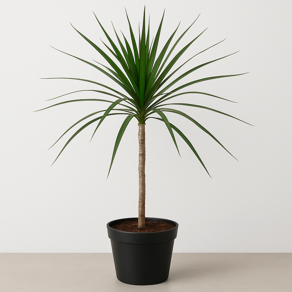 DRACAENA MARGINATA 14CM
