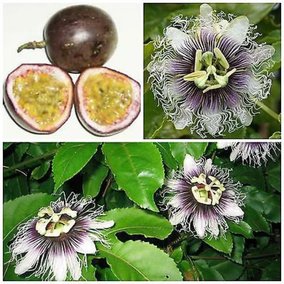 PASSIFLORA EDULIS 20CM