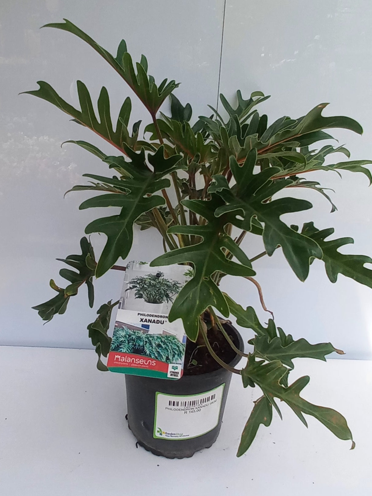 PHILODENDRON XANADU 19CM