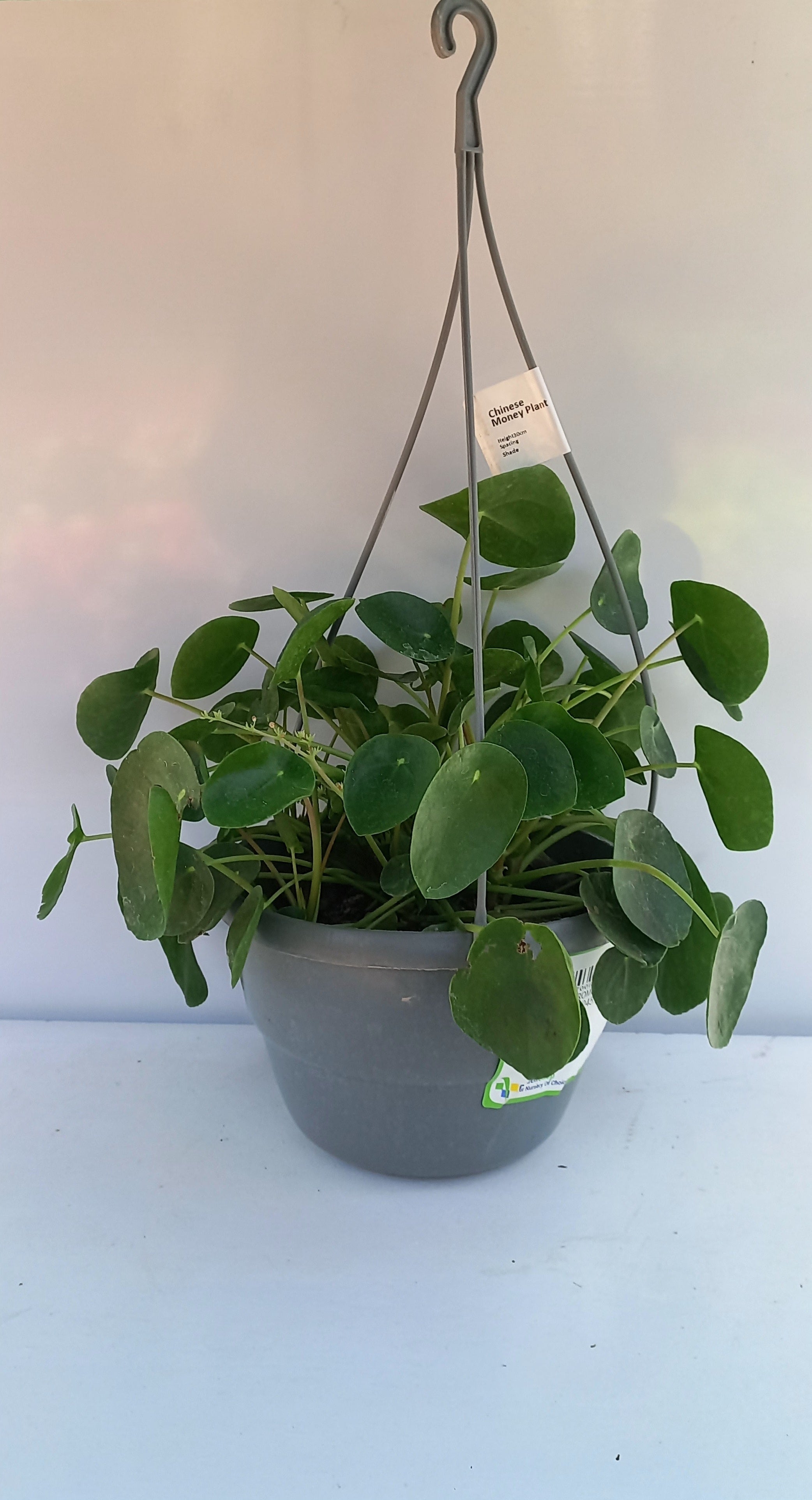 PILEA PEPEROMOIDES 16CM H/B