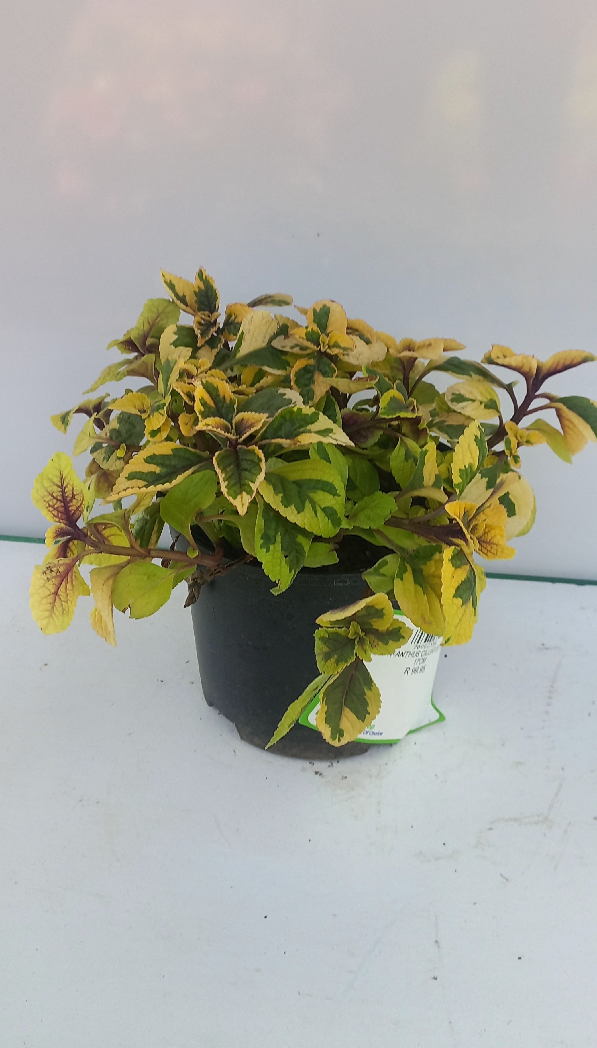 PLECTRANTHUS CILLIATUS YELLOW 17CM