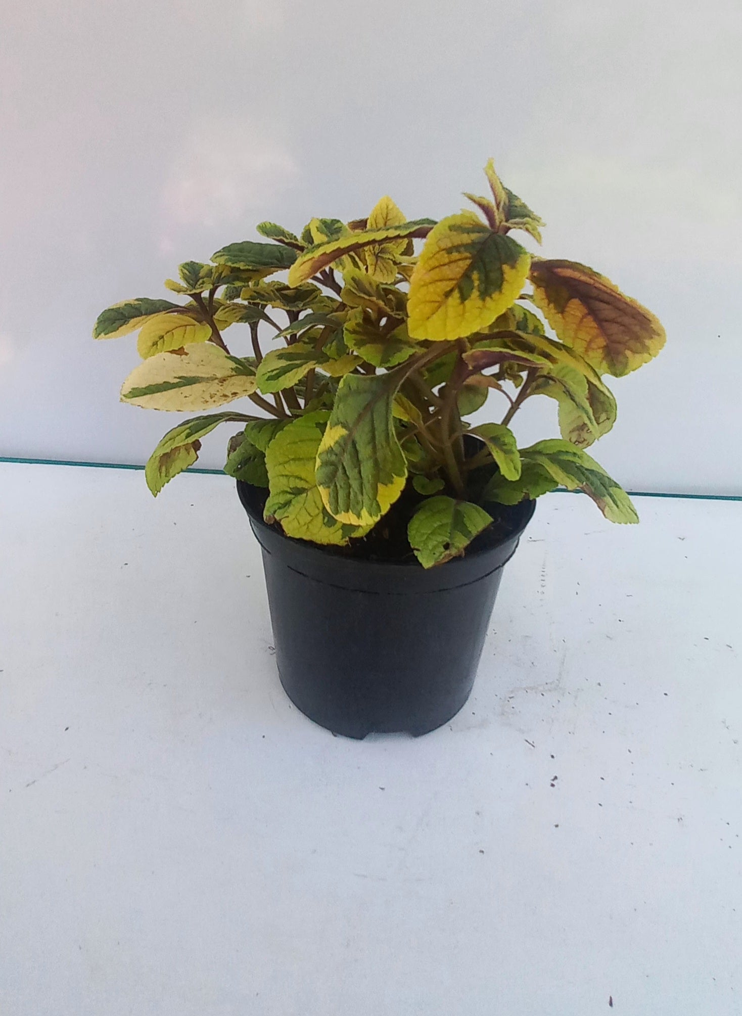 PLECTRANTHUS LEMON N LIME 15CM