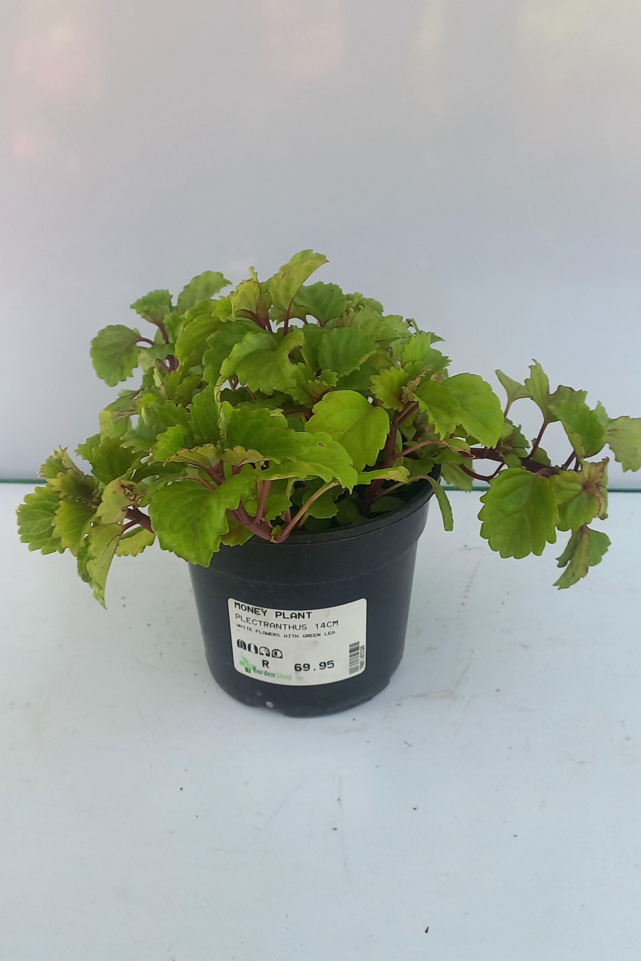 PLECTRANTHUS 14CM