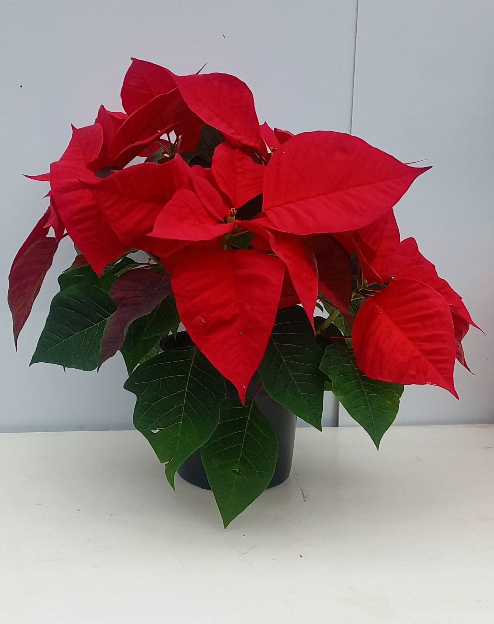 POINSETTIA  14CM